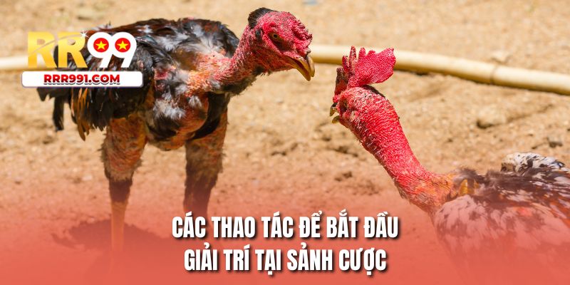 Các thao tác để bắt đầu giải trí tại sảnh cược