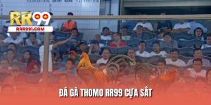 Đá gà Thomo RR99 cựa sắt