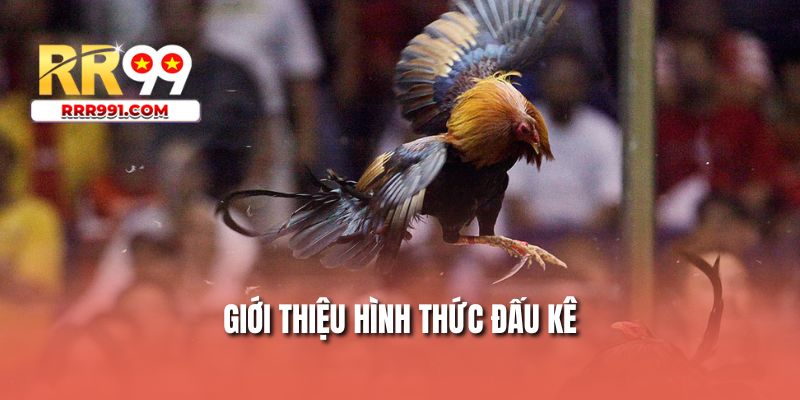 Giới thiệu hình thức đấu kê